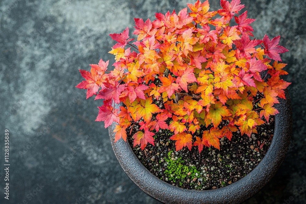 A potted plant showcases a stunning array of leaves in shades of red, orange, and yellow, highlighting the beauty of autumn. The plant sits on a dark, textured surface, emphasizing its colors.